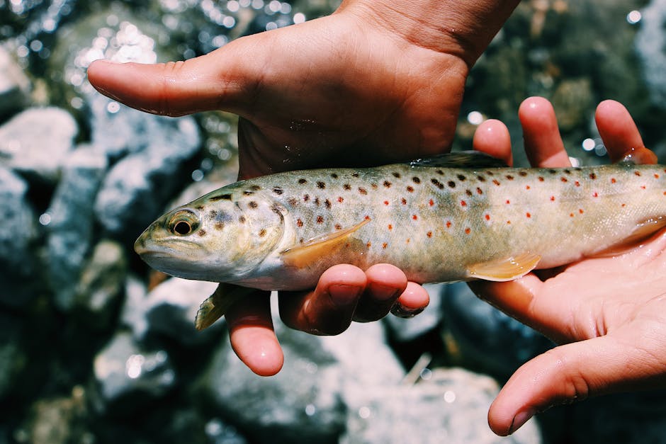 Brown trout in a Taupo river tributary