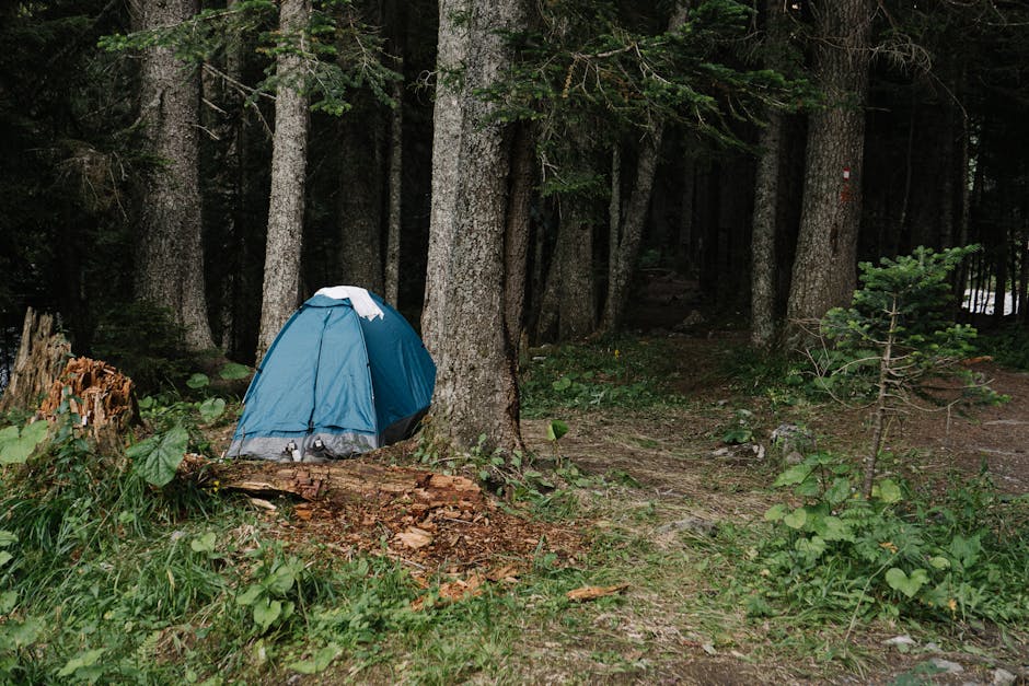 DOC campsite in native bush near Lake Taupo