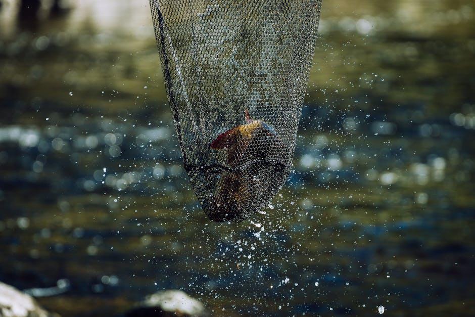 Rainbow trout caught while fishing at Lake Taupo