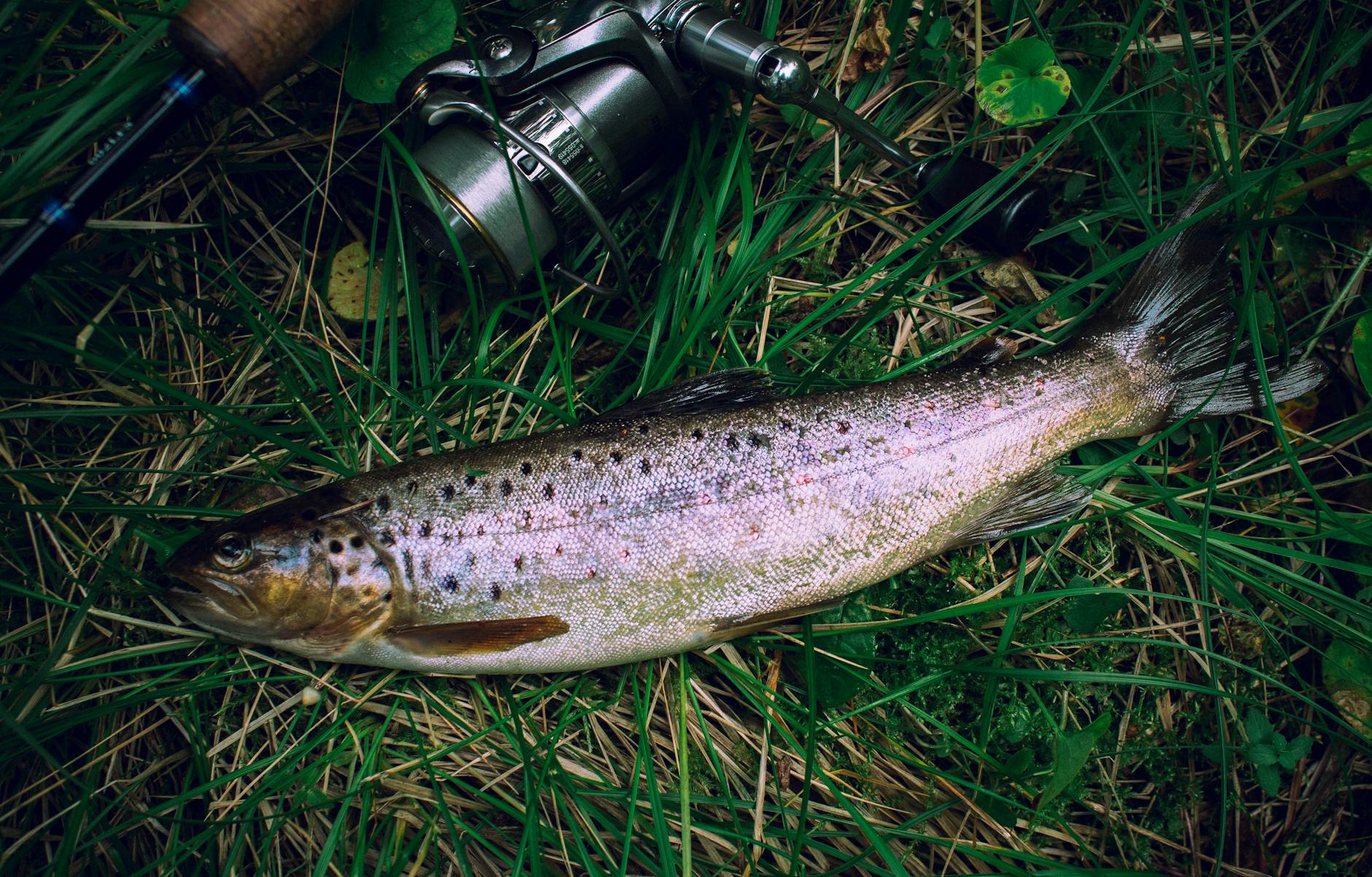 Fly fishing on a river in New Zealand a popular activity in Turangi near Taupo