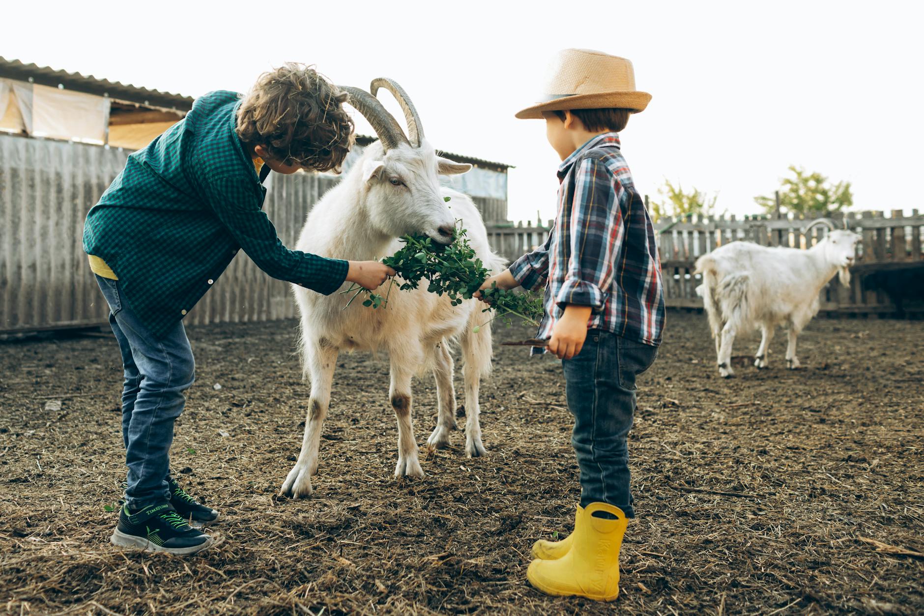 Children feeding farm animals at a family attraction near Lake Taupo