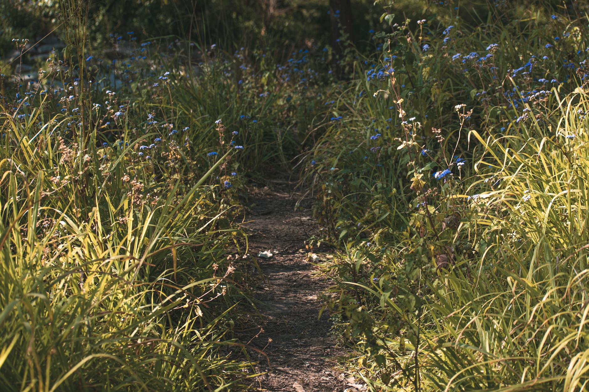 Native bush walking trail through ancient forest near Lake Taupo New Zealand