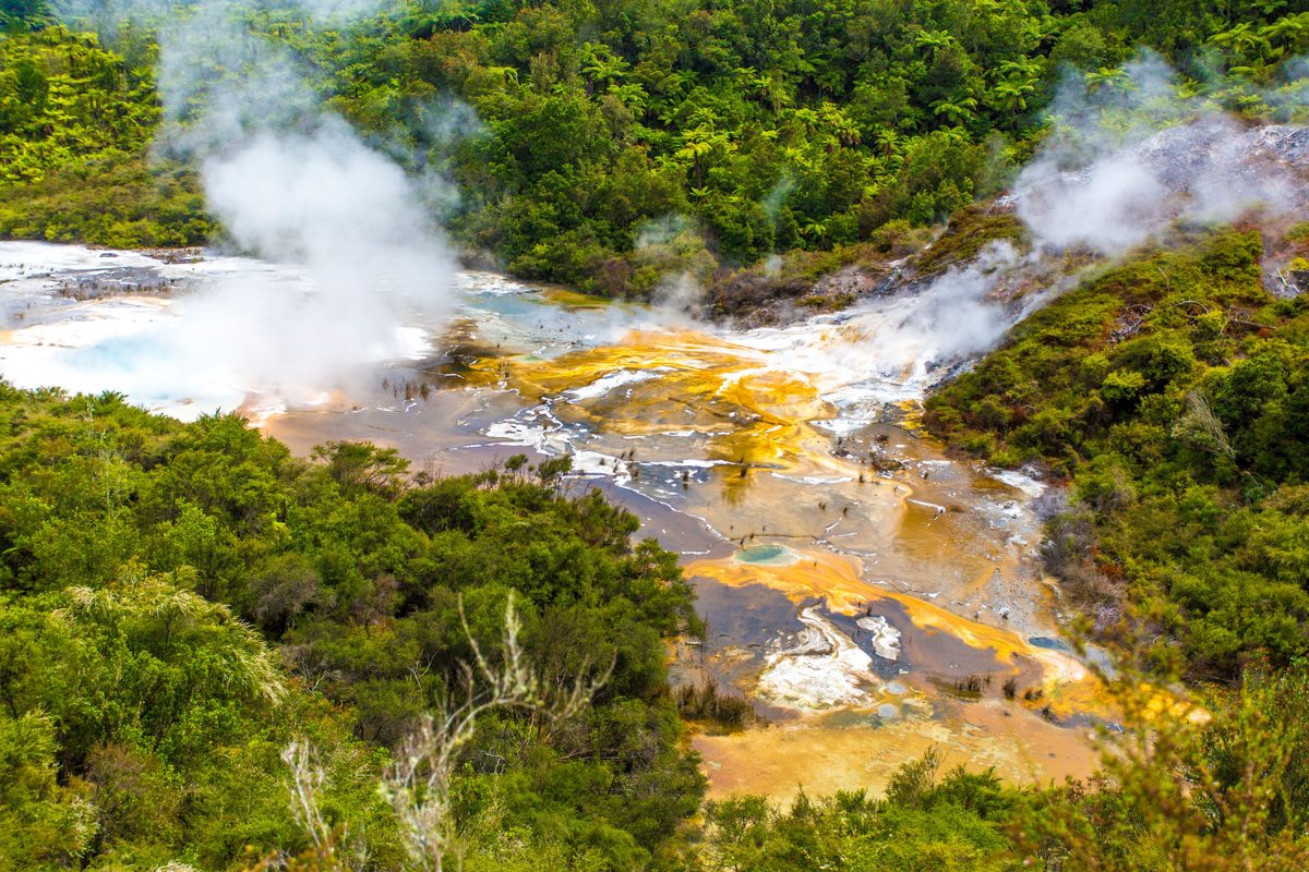 Steaming geothermal terraces surrounded by native bush, typical of Taupo's geothermal streams