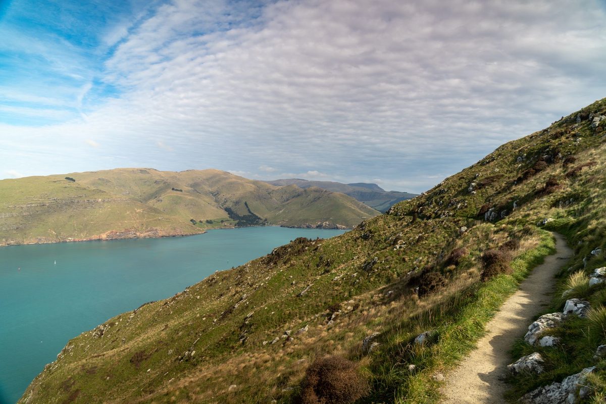 Hillside singletrack overlooking blue coastal water in New Zealand