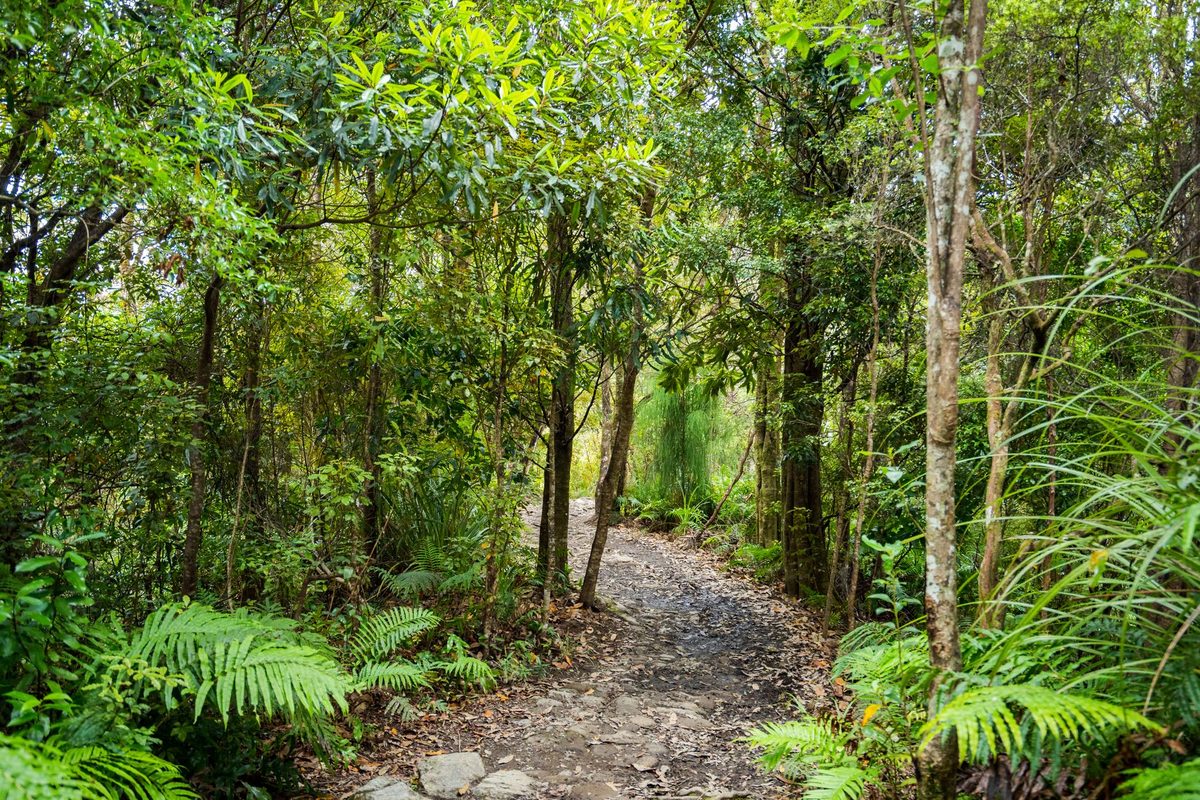 Native bush track typical of the Huka Falls walkway sections through forest and pine