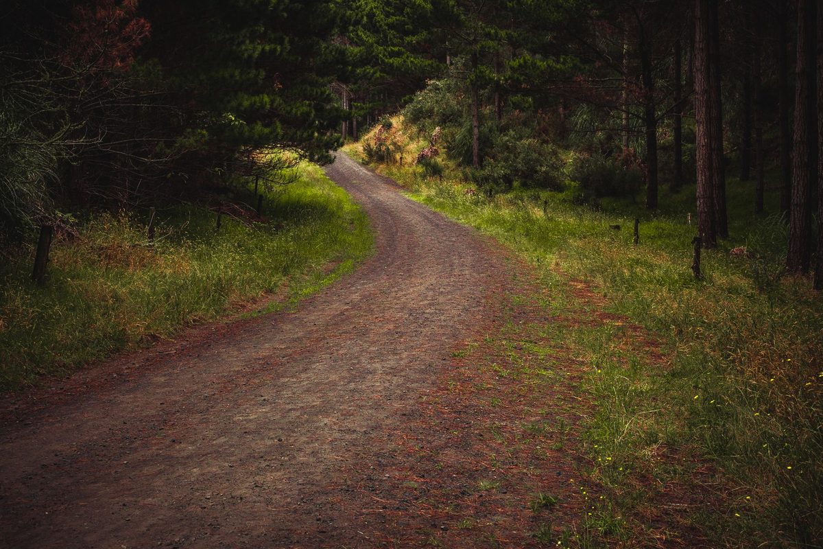 Wide gravel track through pine and native bush typical of the Spa Park to Huka Falls walk