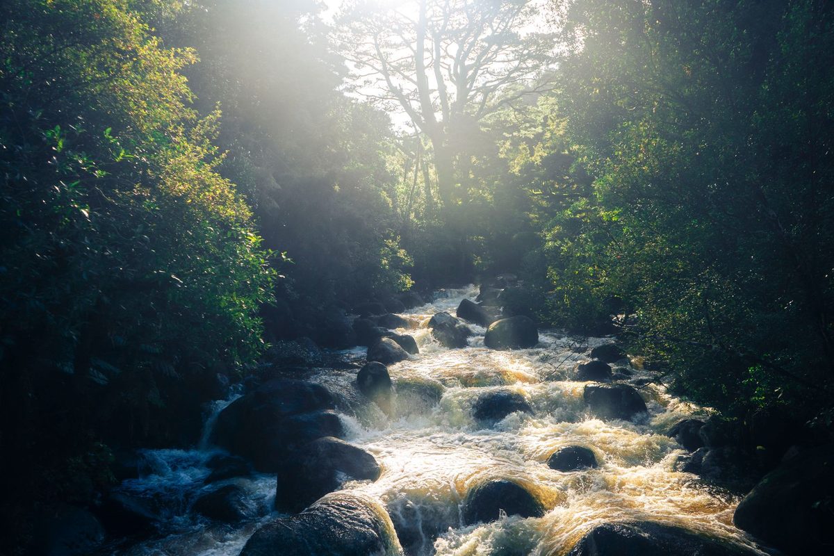 Golden morning light on a forest stream in the Taupo district