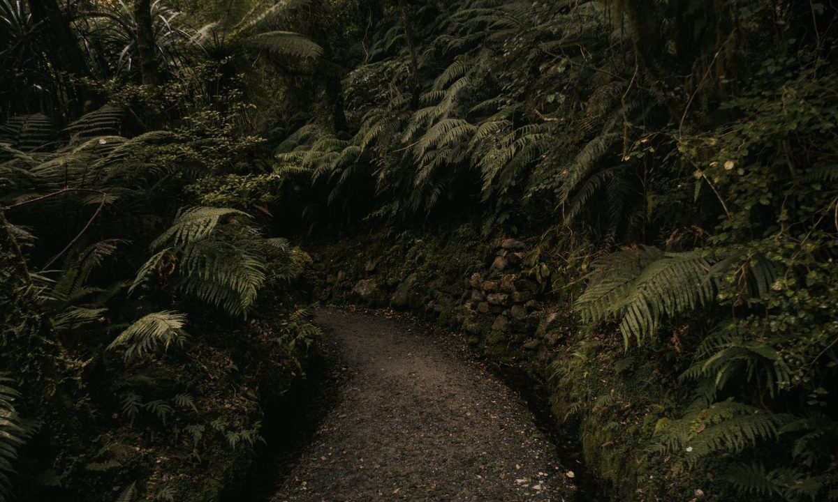 Mount Tauhara track: shaded native forest section climbers pass through below the summit