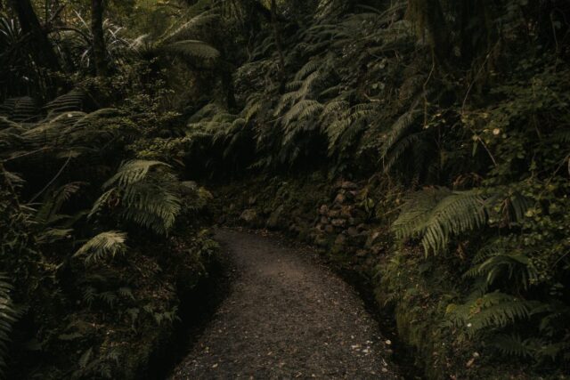 Mount Tauhara track: shaded native forest section climbers pass through below the summit