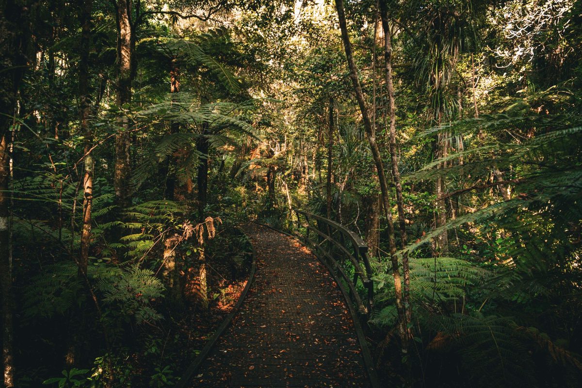 Dense native forest typical of the bush section on the Mount Tauhara climb