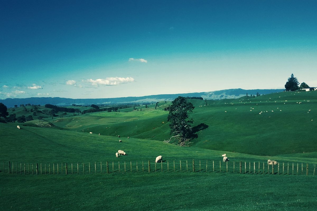 Sheep grazing on open farmland hills, the terrain the lower Mount Tauhara track crosses