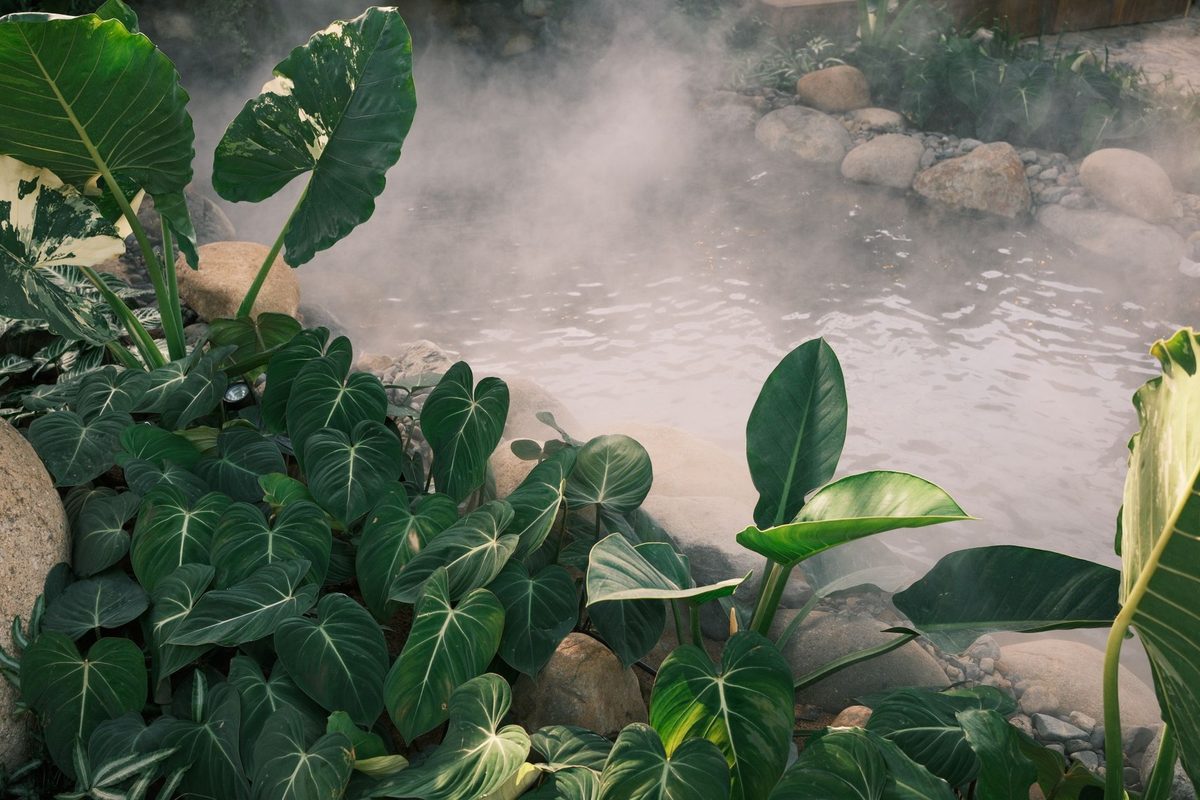 Steam rising off an outdoor thermal pool