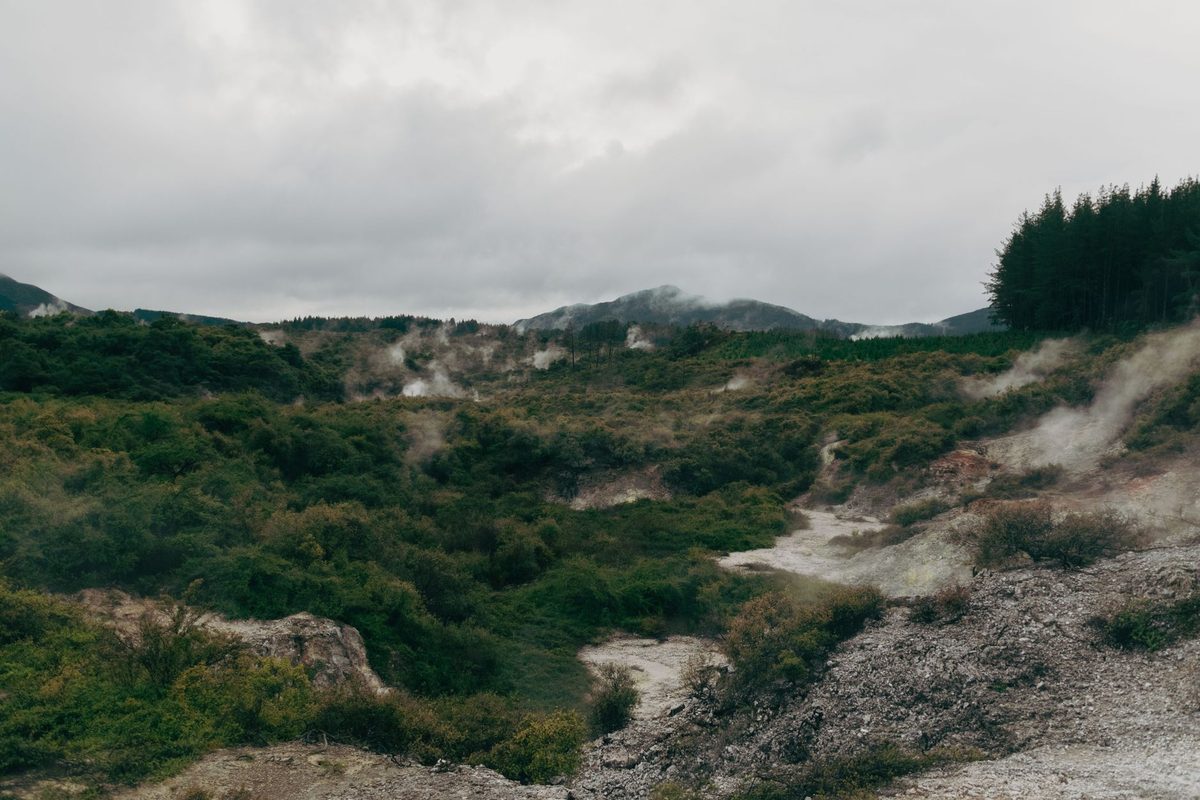 Geothermal steam rising through native bush in the Central North Island